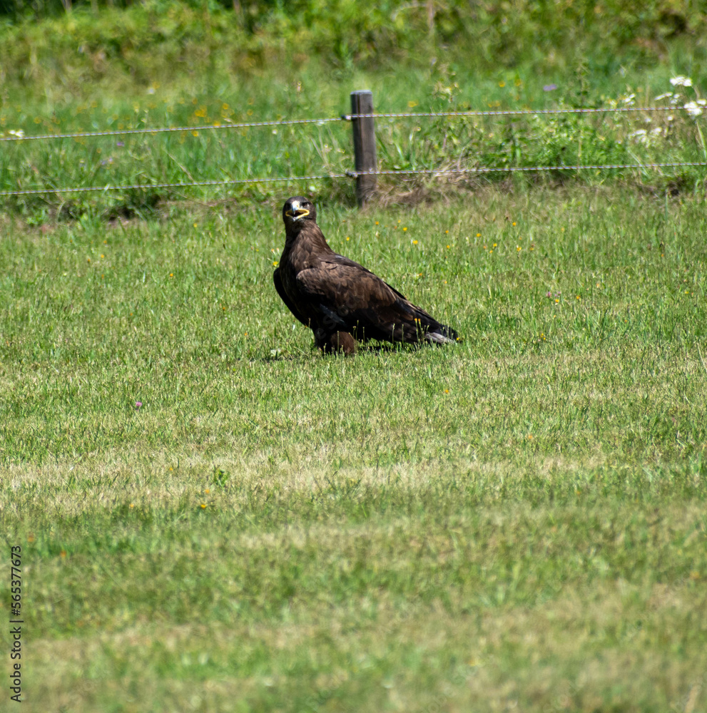 Fototapeta premium golden eagle on the grass