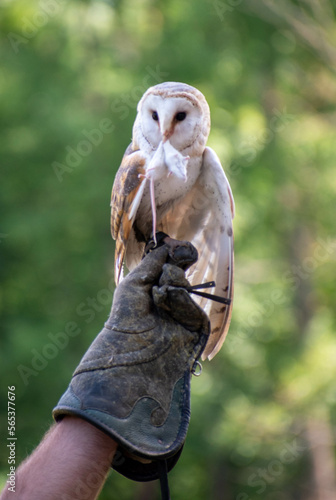 barn owl