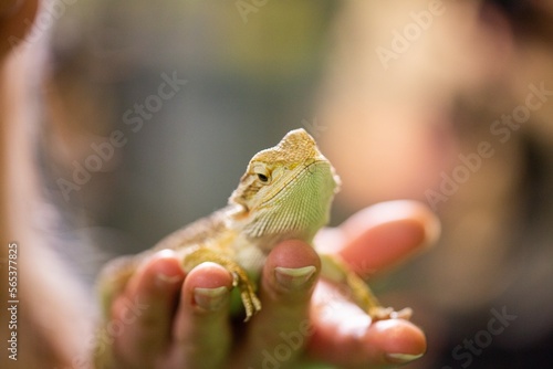 Close up of Bearded Dragon lizard in pet store