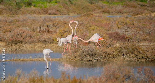 pink flamingos fighting for territorial dominance, porto pino, southern sardinia 
