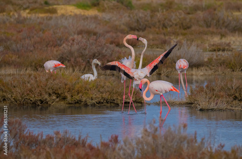 Wall Mural pink flamingos fighting for territorial dominance, porto pino, southern sardinia