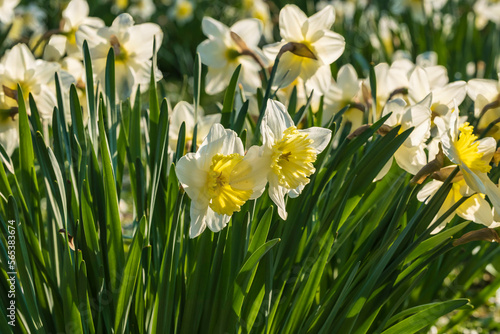 Fototapeta Naklejka Na Ścianę i Meble -  Beautifully blooming daffodils in the park of Wiesbaden - Germany on a sunny spring day