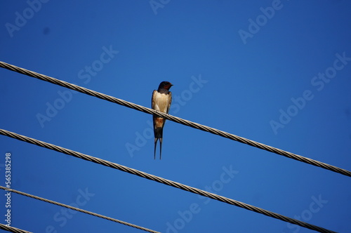 Pajaro en cable electrico