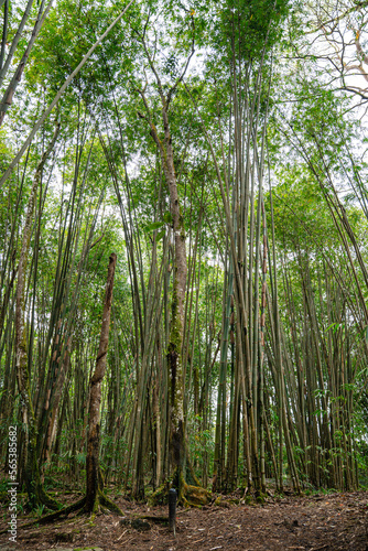 Bamboo Garden and Bamboo Forest Path at Berastagi - North Sumatra