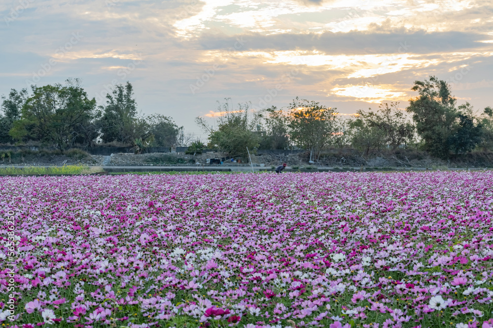 Sunset view with Cosmos blossom in country side Sunset view with Cosmos blossom in country side