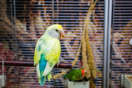 Parakeet in pet shop