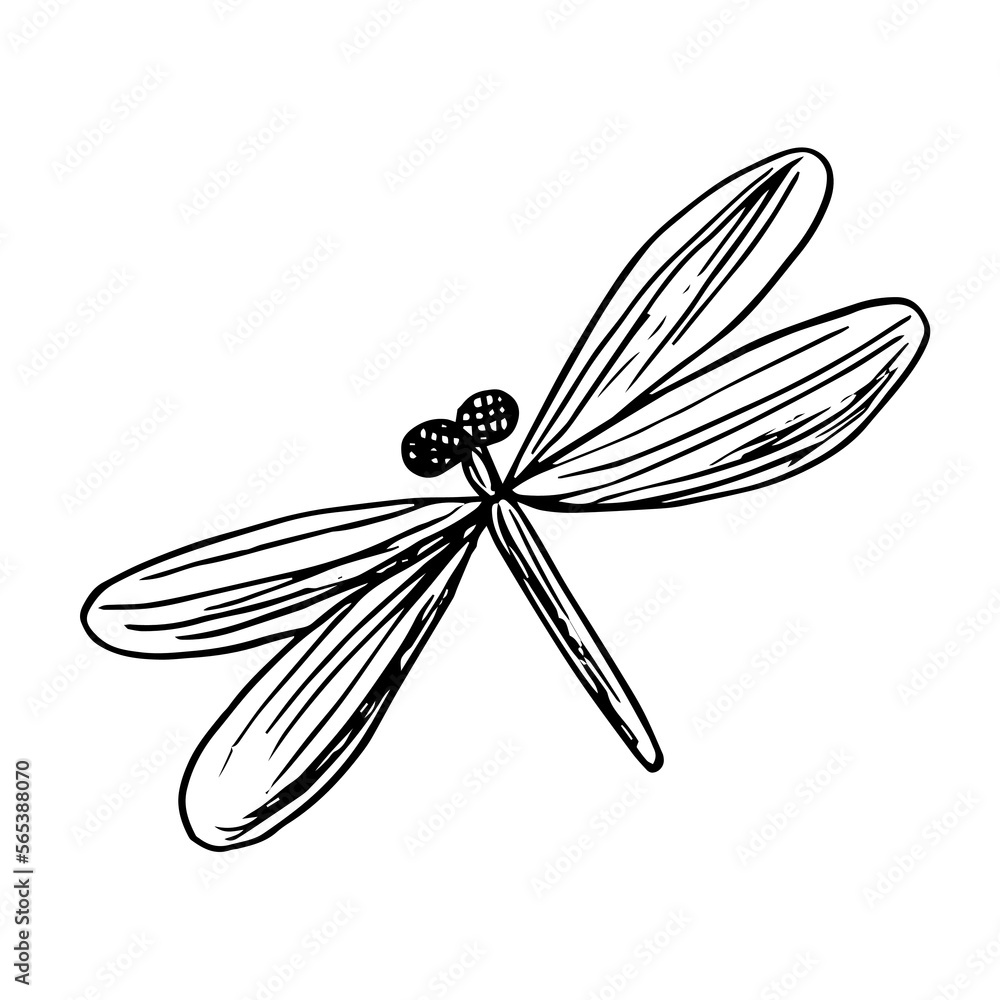 Single image of a dragonfly, doodle vector illustration isolated on white background. Single image of a dragonfly, doodle vector illustration isolated on white background.