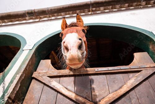 Horse looking out of outdoor box, cute animals, funny perspective.