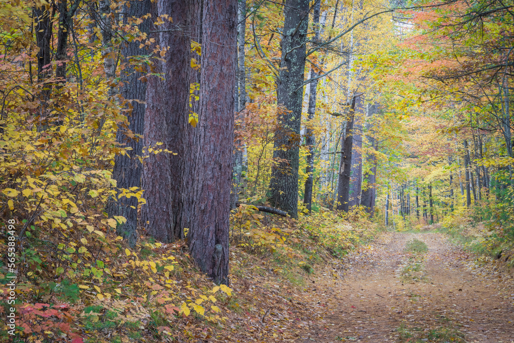 Fototapeta premium Forest service road through a Northern Wisconsin woodland in peak autumn colors. Vilas County, WI.