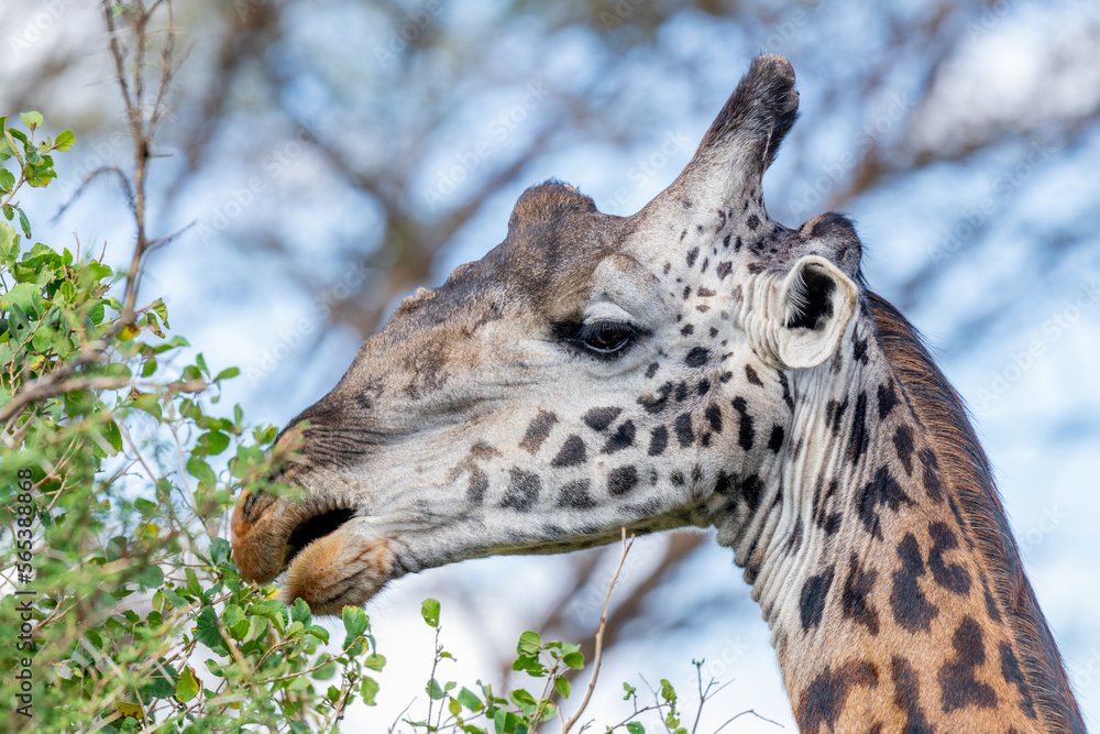 wild giraffe in Serengeti National Park in the heart of Africa wild giraffe in Serengeti National Park in the heart of Africa