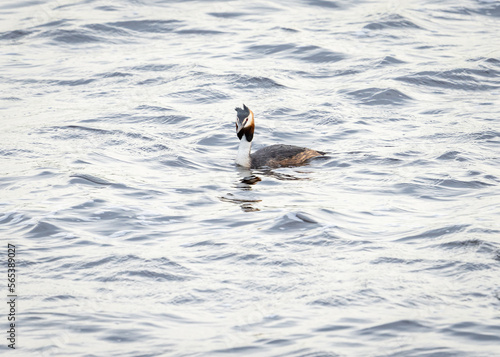 Great crested grebe swimming in gray wavy water 