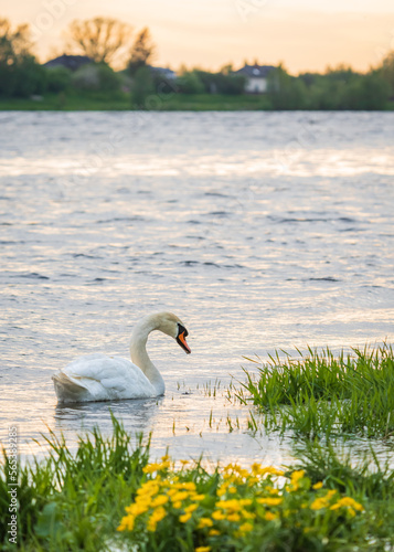 Mute swan swimming by river bank on sunset and eating green grass. Yellow flowers in the foreground