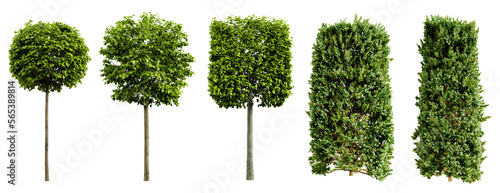 Εκτύπωση καμβά Collection of beautiful urban trimmed trees isolated on transparent background