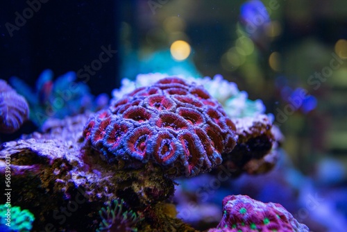 Fototapeta Naklejka Na Ścianę i Meble -  Neon colored coral