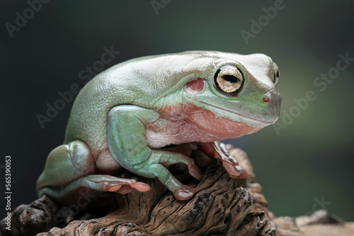 green tree frog on wood, closeup of dumpy frog