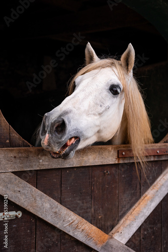Horse looking out of outdoor box, cute animals, Lusitano breed. © Ayla Harbich