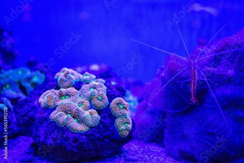 Fototapeta Naklejka Na Ścianę i Meble -  Neon colored coral