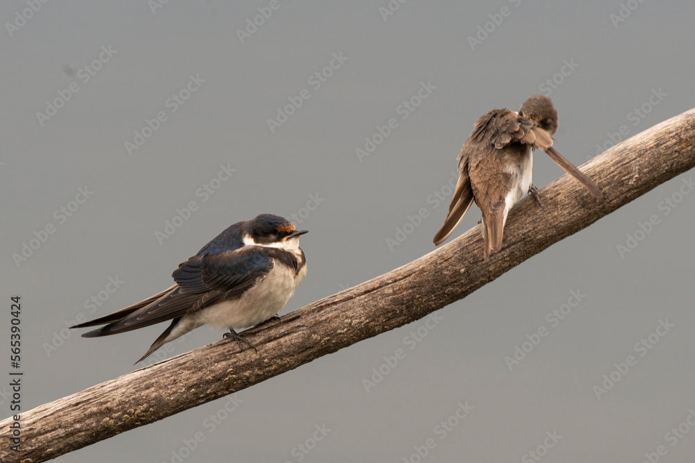 Fototapeta premium Hirondelle à gorge blanche,.Hirundo albigularis, White throated Swallow
