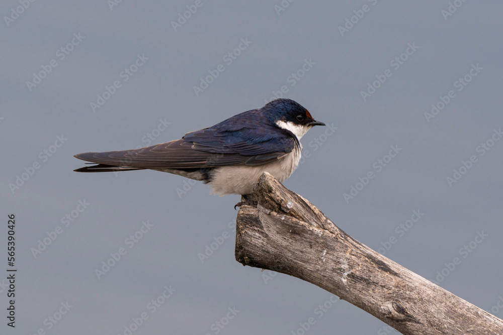 Fototapeta premium Hirondelle à gorge blanche,.Hirundo albigularis, White throated Swallow