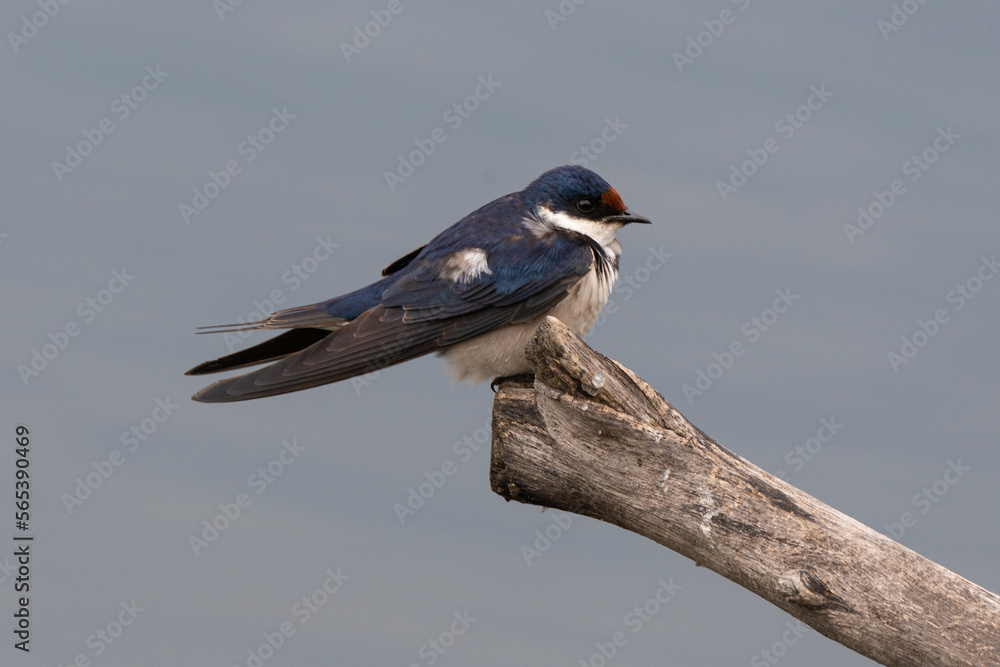 Obraz premium Hirondelle à gorge blanche,.Hirundo albigularis, White throated Swallow