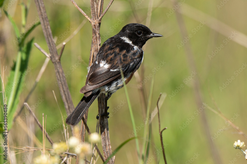 Tarier pâtre, Traquet pâtre, Saxicola rubicola, European Stonechat, male Tarier pâtre, Traquet pâtre, Saxicola rubicola, European Stonechat, male