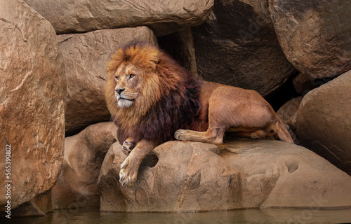 Photography Indian lion sitting at the entrance of a cave at Bannerghatta forest area in Kar