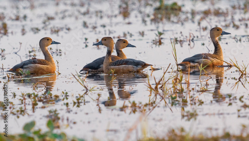 Photography Whistling Ducks swim in forest swamp water at sunset.