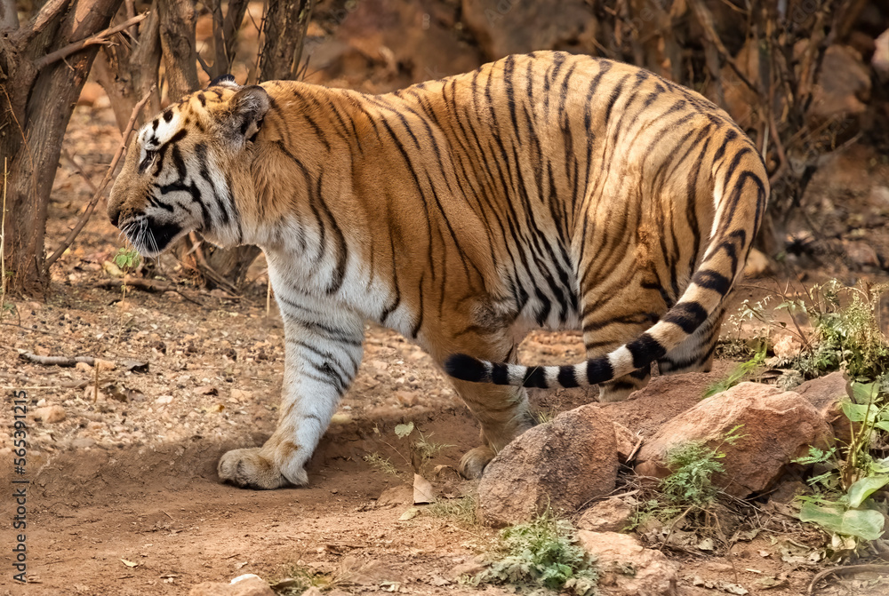 Bengal tiger in close up view walking at the Bannerghatta National forest	