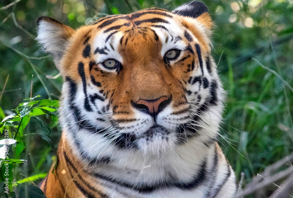 Bengal Tiger face in close up view shot at Bannerghatta National forest Bengal Tiger face in close up view shot at Bannerghatta National forest