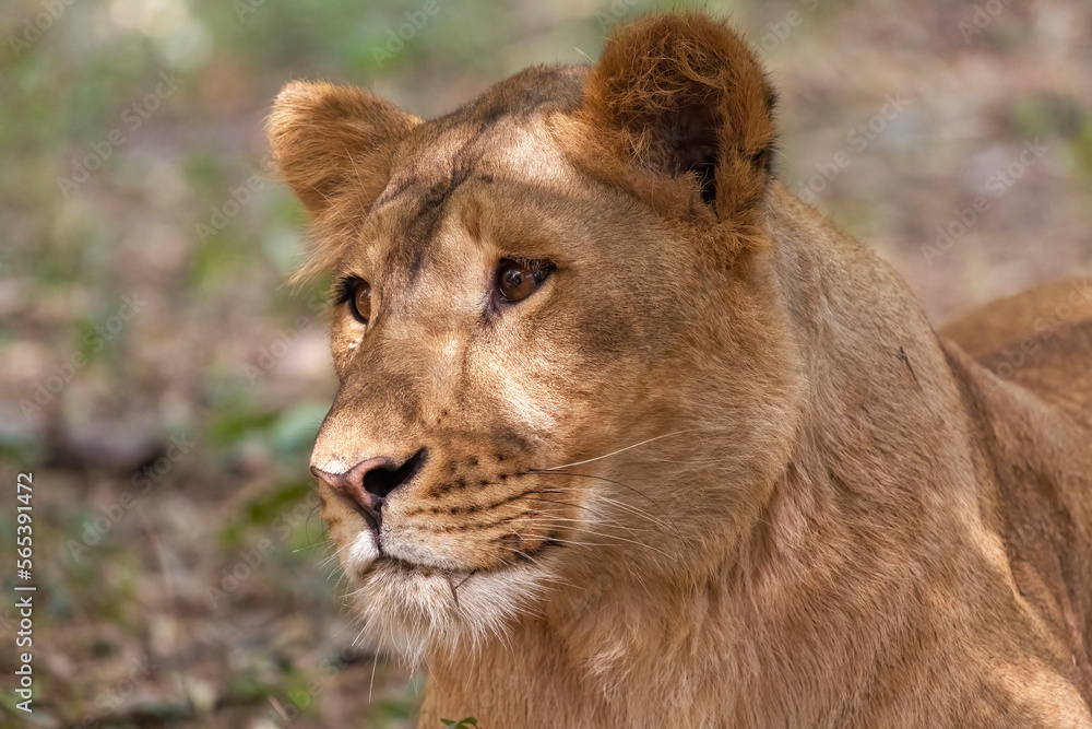 Indian lioness face portrait in close up view Indian lioness face portrait in close up view