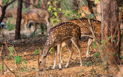 Herd of spotted deer grazing in the forest at Bannerghatta Karnataka India