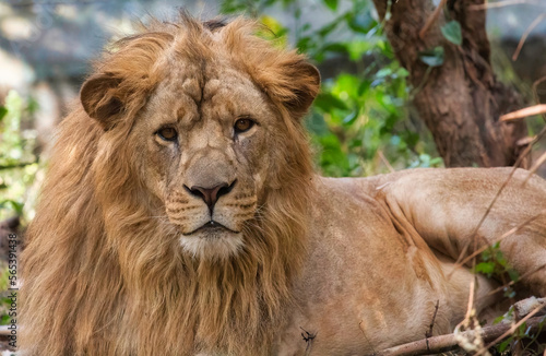 Male Indian Lion in close up portrait shot at Bannerghatta forest in Karnataka, India