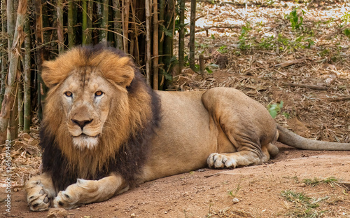 Indian Lion sitting in the wild at close up view at Bannerghatta forest in Karnataka photo