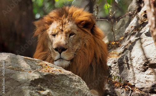 Indian lion head peeping out of the rocks at Bannerghatta forest at Karnataka  India
