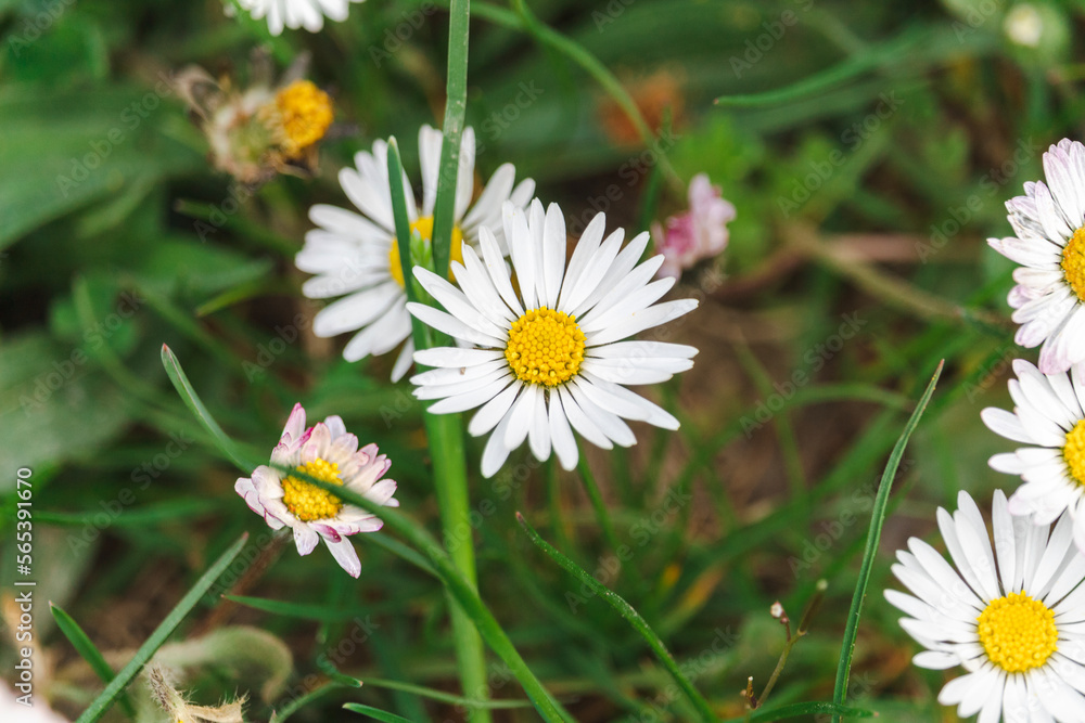 daisies in the grass daisies in the grass