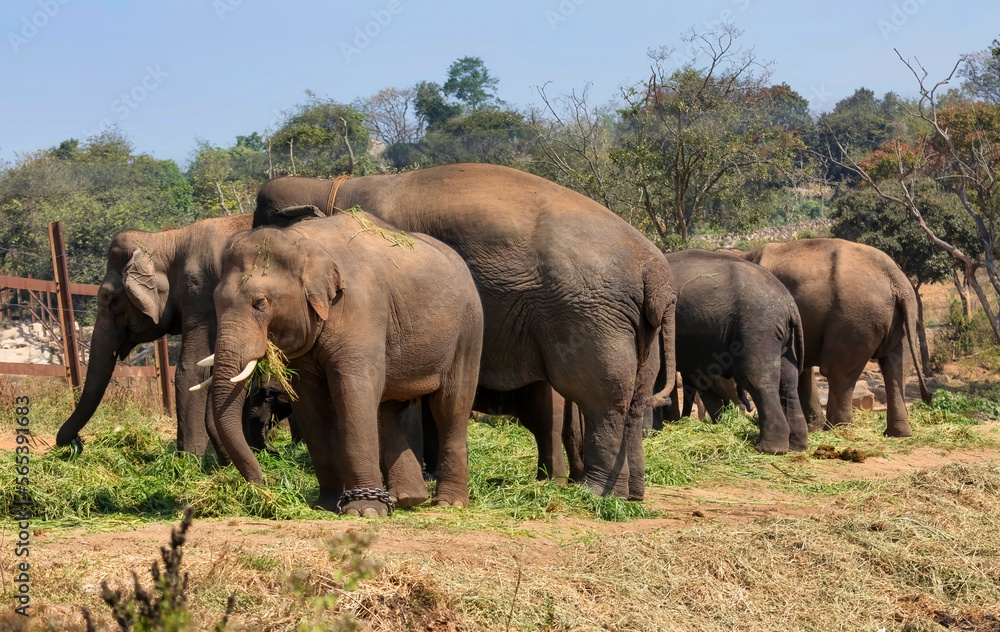 Indian elephants used for jungle work feeding at Bannerghatta National forest