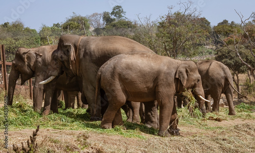 Indian elephants used for jungle work feeding at Bannerghatta National forest