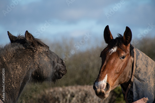 Two  beautiful  horses  grooming g bitting  and  greeting  eat other  © debraangel