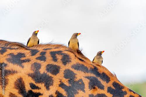 birds on the back of a wild giraffe in the Serengeti national park in the heart of Africa