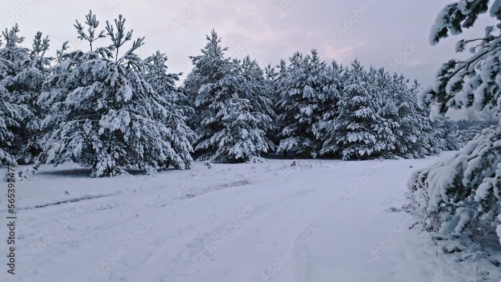Aerial view of snowy forest and country road in Poland. Aerial view of snowy forest and country road in Poland.