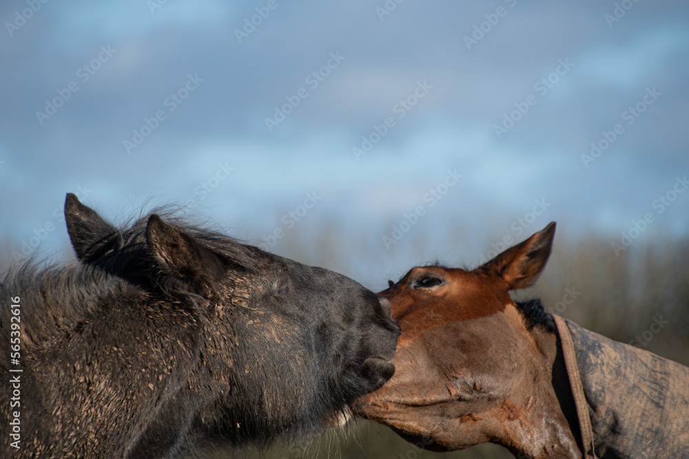 Fototapeta premium Two beautiful horses grooming g bitting and greeting eat other 