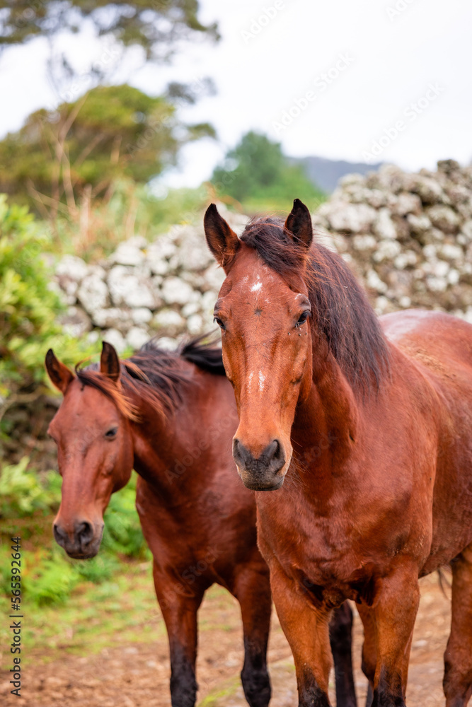 Horses on pasture, in the heard together, happy animals, Portugal Lusitanos Horses on pasture, in the heard together, happy animals, Portugal Lusitanos