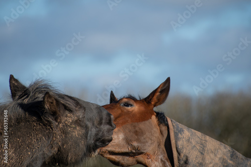 Two  beautiful  horses  grooming g bitting  and  greeting  eat other 