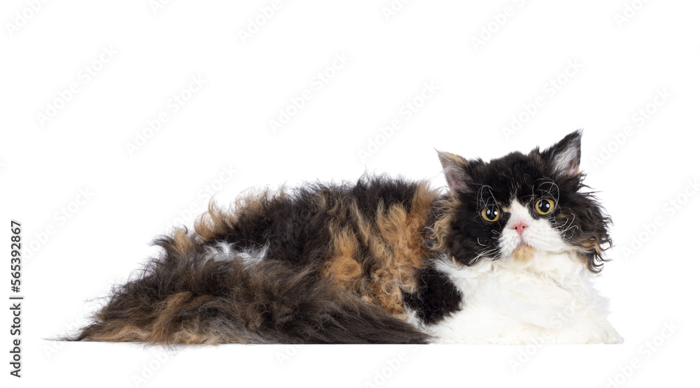 Cute and excellent tortie Selkirk Rex cat, laying  down side ways. Looking towards camera with round eyes. Isolated cutout on a transparent background.
