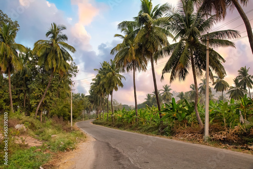 Beautiful Indian village road at Hampi, Karnataka lined with coconut trees at sunset 