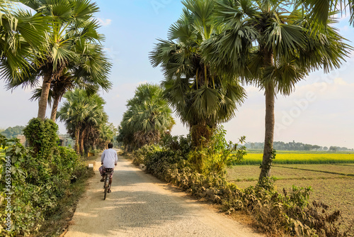 Indian village road lined with palm trees and view of agriculture fields at West Bengal, India