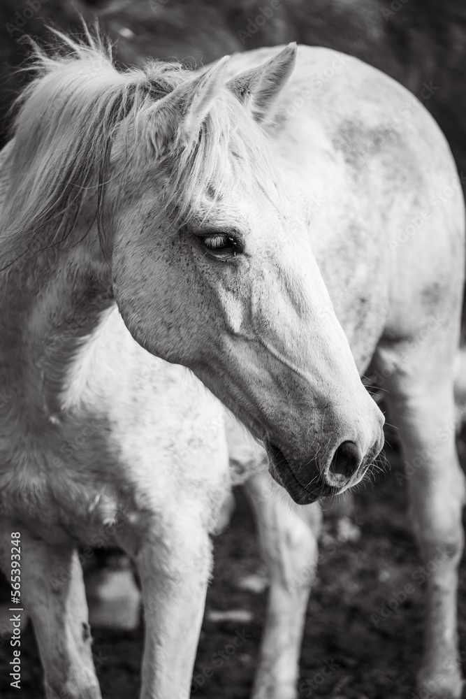 Obraz premium Horses on pasture, in the heard together, happy animals, Portugal Lusitanos