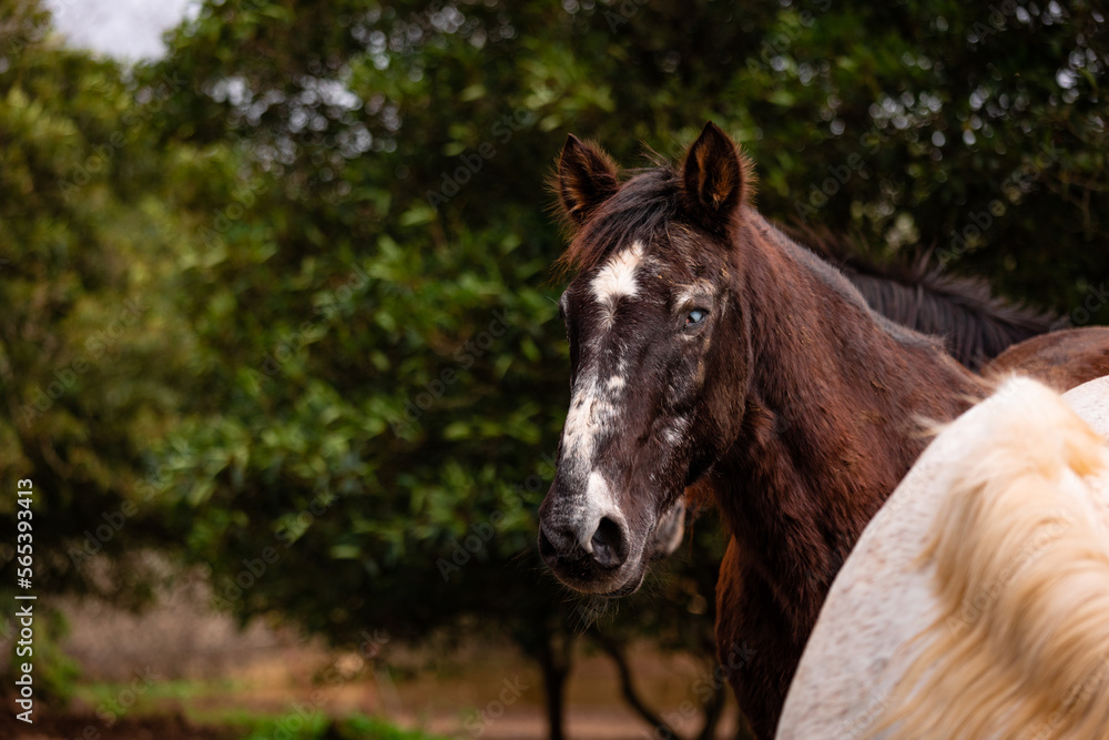 Fototapeta premium Horses on pasture, in the heard together, happy animals, Portugal Lusitanos