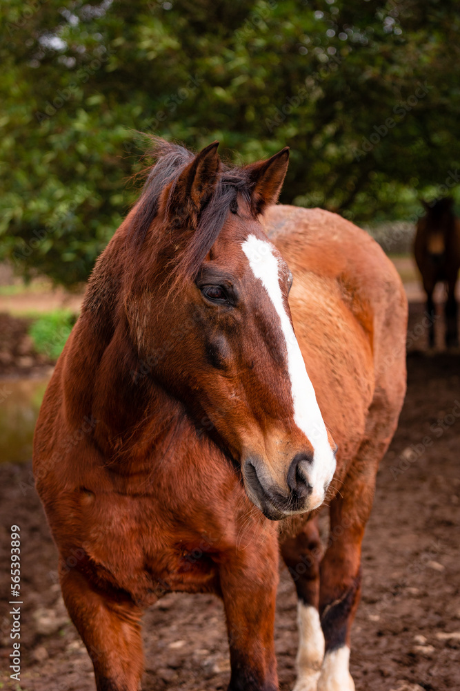 Horses on pasture, in the heard together, happy animals, Portugal Lusitanos Horses on pasture, in the heard together, happy animals, Portugal Lusitanos