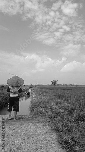 Obraz na plátně person with cap in ricefield